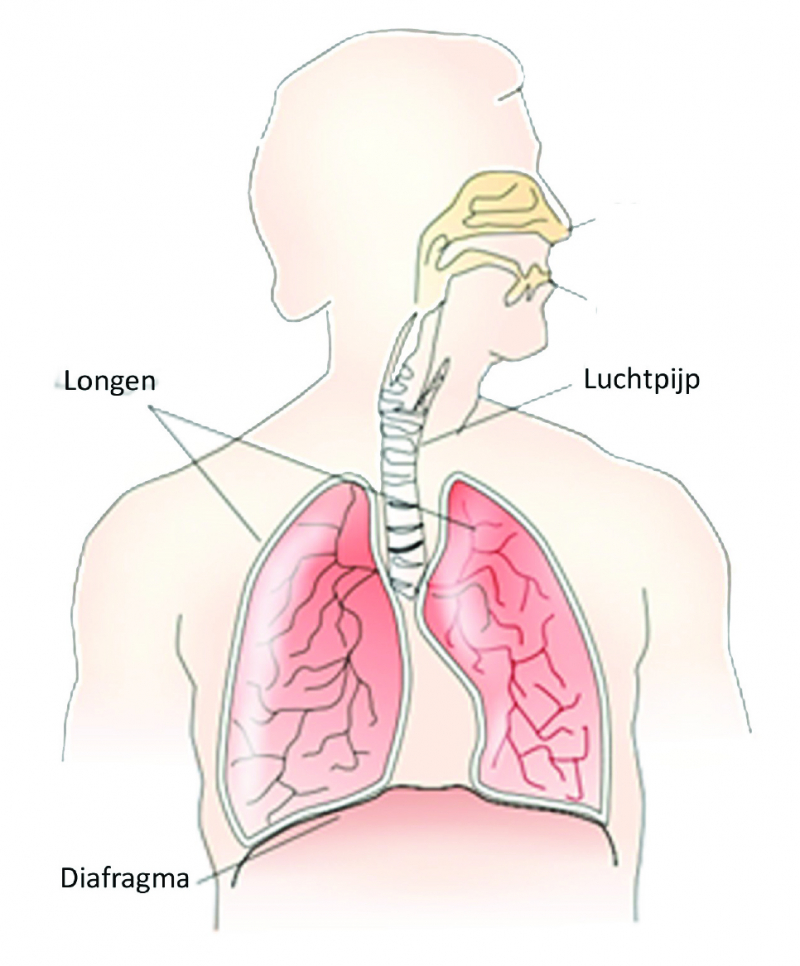 Structuur van de longen