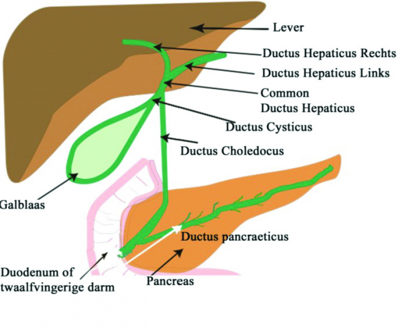 Locatie van verschillende organen, waaronder de galblaas